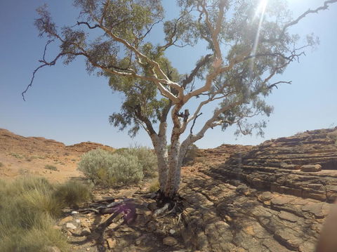 Kings Canyon Day Trip From Ayers Rock - Accommodation VIC 3