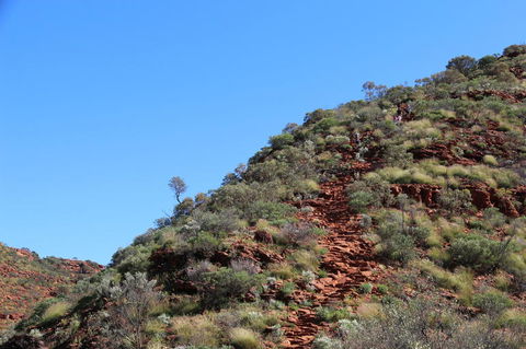 Kings Canyon Day Trip From Ayers Rock - Accommodation VIC 21