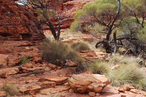 Kings Canyon Day Trip From Ayers Rock - Accommodation VIC 24