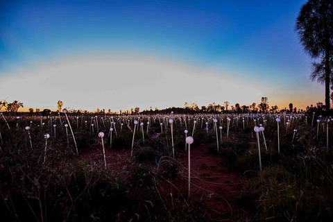 Uluru Field Of Light Sunrise Tour - Accommodation VIC 8