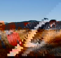 Uluru Sunrise and Kata Tjuta Half Day Trip - Accommodation VIC