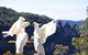 All-Inclusive Blue Mountains Tour In A Luxury Mercedes Sprinter - thumb 4