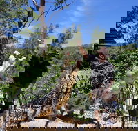 Private Shoalhaven Zoo Experience from Sydney - Accommodation VIC