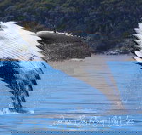 Whale Watching Jervis Bay - Accommodation VIC