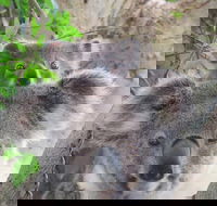 Byron Bay Wildlife Safari - Accommodation VIC