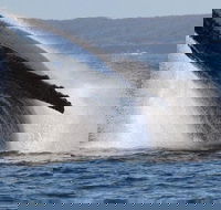 Jervis Bay Whale Watching Tour - Accommodation VIC