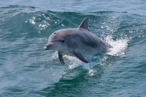 Jervis Bay Passage Tour - Accommodation VIC 12