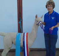 Marchmont Park Alpacas - Accommodation VIC