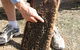 Bees On Keswick Island - thumb 0