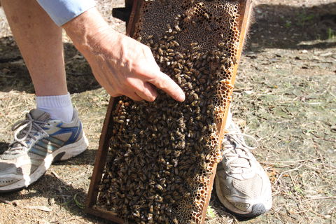 Bees On Keswick Island - Accommodation VIC 0