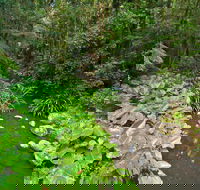 Brindle Creek Walking Track - Accommodation VIC