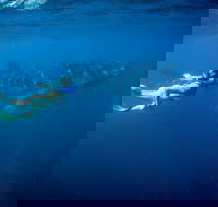 Coral Coast Wildlife - Accommodation VIC