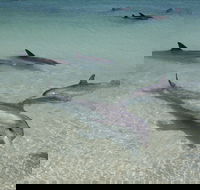 Dolphins of Monkey Mia - Accommodation VIC