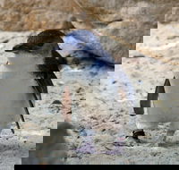 Granite Island Nature Park - Guided Penguin Tours - Accommodation VIC