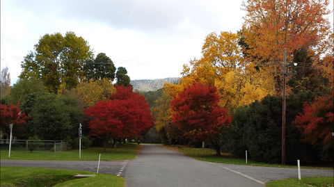 Jamieson Significant Trees - Accommodation VIC 1
