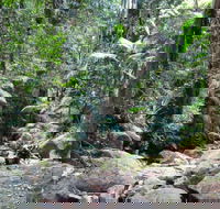 Lyrebird track - Accommodation VIC
