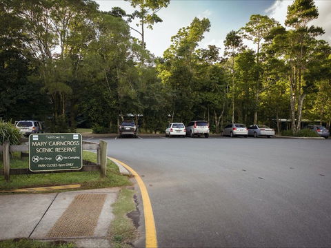 Mary Cairncross Scenic Reserve Rainforest Walk - Accommodation VIC 1