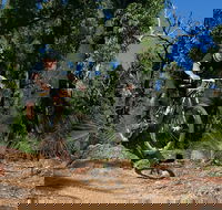 Scorpion Trail Kalamunda Mountain Bike Trails - Accommodation VIC