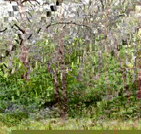 Scutts Hut Trail - Accommodation VIC