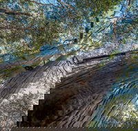 Wallumatta Nature Reserve - Accommodation VIC