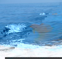 Wild Dolphin Watching - Accommodation VIC