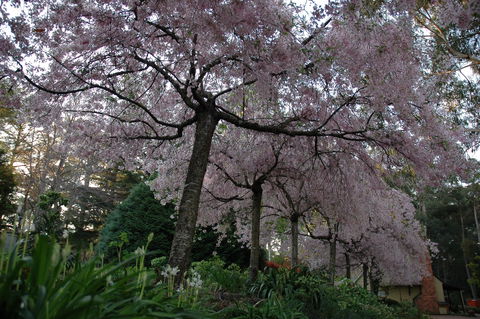 Wildwood Garden - Accommodation VIC 0