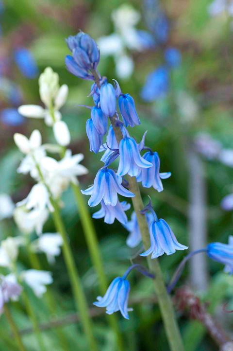 Wildwood Garden - Accommodation VIC 1