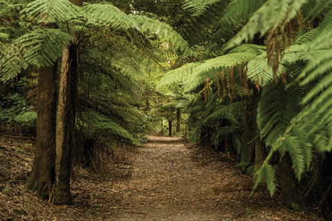 William Ricketts Sanctuary - Accommodation VIC 2
