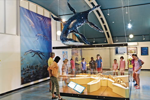 Australian Dinosaur Trail - Accommodation VIC 1
