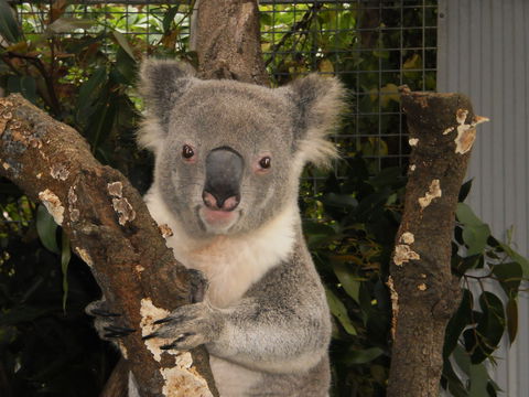 Birdland Animal Park - Accommodation VIC 0