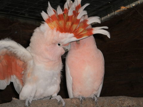 Birdland Animal Park - Accommodation VIC 1