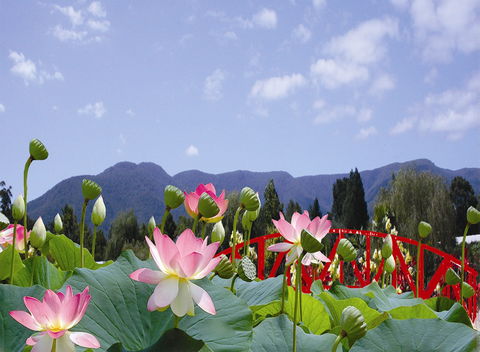 Blue Lotus Water Garden - Accommodation VIC 0