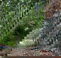 Blue Gum loop trail - Accommodation VIC