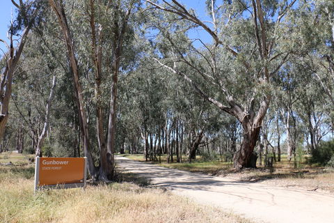 Gunbower Island Forest Drive - Accommodation VIC 2