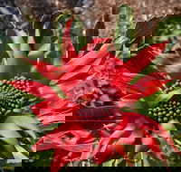 Inverawe Native Gardens - Accommodation VIC