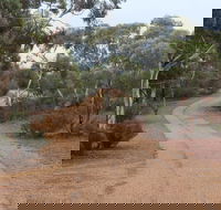 Karlkurla Bushland Park - Accommodation VIC