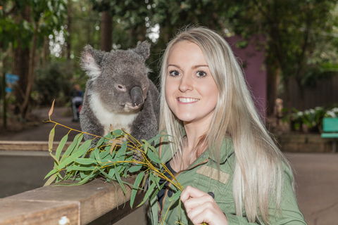 Koala Park Sanctuary - Accommodation VIC 0