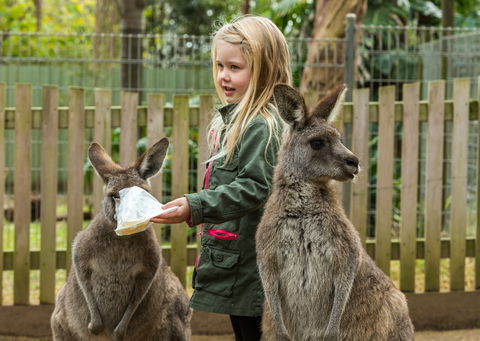 Koala Park Sanctuary - Accommodation VIC 1