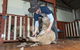 Koala Park Sanctuary - thumb 2