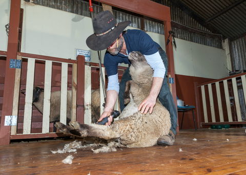 Koala Park Sanctuary - Accommodation VIC 2