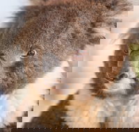 Kyabram Fauna Park - Accommodation VIC