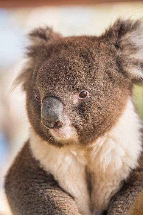 Kyabram Fauna Park - Accommodation VIC 0