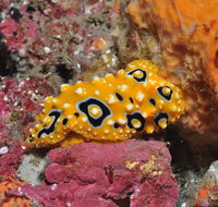 Magic Mountain Dive Site - Accommodation VIC