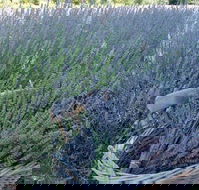 Melton - Accommodation VIC