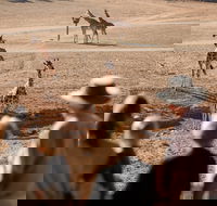 Monarto Safari Park - Accommodation VIC