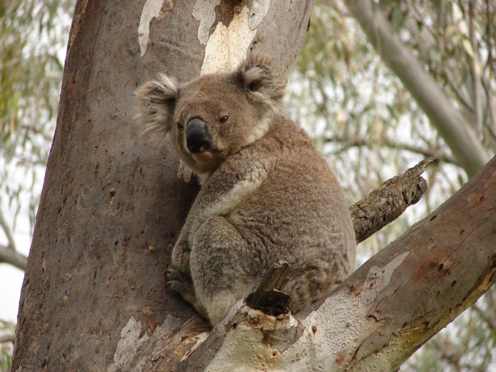 Narrandera NSW Accommodation VIC