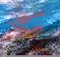 Ningaloo Marine Park - Accommodation VIC