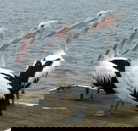 Pelican Feeding - Accommodation VIC