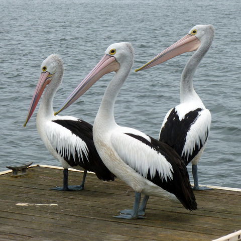 Pelican Feeding - Accommodation VIC 0