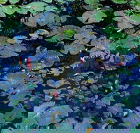 Pine Creek Water Gardens - Accommodation VIC